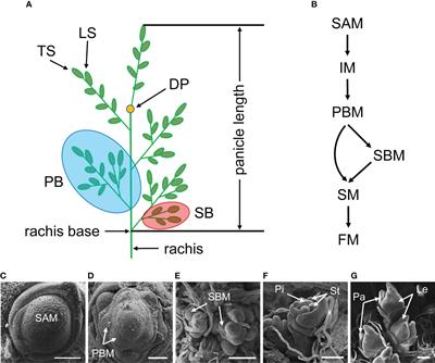 Genetic and molecular pathways controlling rice inflorescence architecture